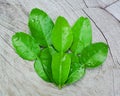 Green bergamot leaf on wood, Bergamot leaf, part of hot and sour soup.herb for hair