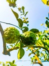 Green bergamot oranges have a distinctive aroma, often used to grow aroma in cooking Royalty Free Stock Photo