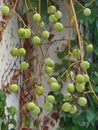 Green Berries of Boston Ivy Growing Against a White Wall Royalty Free Stock Photo
