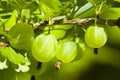 Green berries of a gooseberry on a blurred background Royalty Free Stock Photo