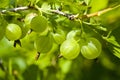 Green berries of a gooseberry on a blurred background Royalty Free Stock Photo