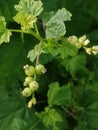 Green berries of Red currant have already appeared
