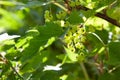 Green berries of unripe redcurrant on bush in back sunlight, early springtime. New harvest, yard gardening, bio-food, Royalty Free Stock Photo