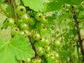 Green berries of a white currant hanging on a branch of a gooseberry bush close-up photo in the summer. green leaves and berries