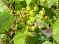 Green berries of a white currant hanging on a branch of a gooseberry bush close-up photo in the summer. green leaves and berries