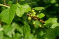 Green berries of a white currant hanging on a branch of a gooseberry bush close-up photo in the summer. green leaves and berries