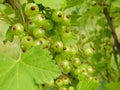 Green berries of a white currant hanging on a branch of a gooseberry bush close-up photo in the summer. green leaves and berries