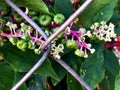 green berries on a wild vine growing on a fence Royalty Free Stock Photo