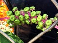 green berries on a wild vine growing on a fence Royalty Free Stock Photo