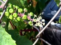 green berries on a wild vine growing on a fence Royalty Free Stock Photo