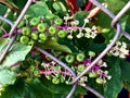 green berries on a wild vine growing on a fence Royalty Free Stock Photo