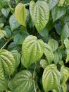 Green betel leaf close up Royalty Free Stock Photo