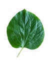 Green betel leaf heart shape