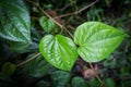 Green betel leaf.