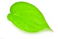 Green betel leaf