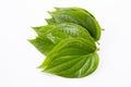 Green betel leaves, Fresh piper betle on white Royalty Free Stock Photo