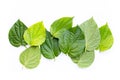 Green betel leaves, Fresh piper betle on white background Royalty Free Stock Photo
