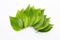 Green betel leaves, Fresh piper betle on white Royalty Free Stock Photo