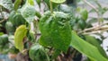 Green betel leaves in the garden Royalty Free Stock Photo