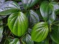 Green betel leaves grow lushly in the yard.