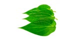 Green betel leaves isolated on the white background Royalty Free Stock Photo