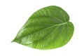 Green betel leaves isolated on white background,clipping path Royalty Free Stock Photo