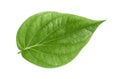 Green betel leaves isolated on white background,clipping path Royalty Free Stock Photo