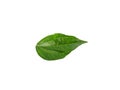 Green betel leaves isolated on white background Royalty Free Stock Photo