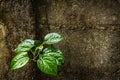 Green betel leaves