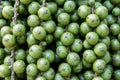 Green betel nut background. Closeup bunch of fresh green betel nut texture surface