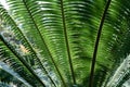 Green betel palm leaf pattern, natural texture background concept Royalty Free Stock Photo