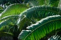 Green betel palm leaf pattern, natural texture background concept Royalty Free Stock Photo