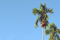 Green betel palm tree or areca palms on blue sky. Royalty Free Stock Photo