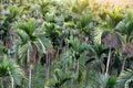 Green betel palm tree or areca palms Royalty Free Stock Photo