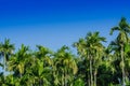 Green Betel palm tree on blue sky background.