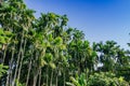 Betel palm tree on blue sky background Royalty Free Stock Photo