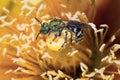 Green bicolored sweat bee (Agapostemon virescens) on yellow rose Royalty Free Stock Photo