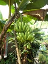 Green big banana hanging on the banana tree Royalty Free Stock Photo