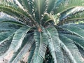 Green big beautiful exotic sweeping fluffy tropical tropical unusual palm tree, plant fern with huge carved long leaves