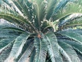 Green big beautiful exotic sweeping furry tropical tropical desert palm, plant fern with huge carved long leaves