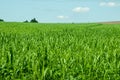 Green big corn fields with blue sky on horizon Royalty Free Stock Photo