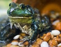 Green big eye smiling frog