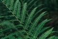 Green big fern leaf in the forest. Close up. Pattern and texture. Royalty Free Stock Photo