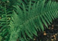 Green big fern leaf in the forest. Close up. Pattern and texture. Royalty Free Stock Photo