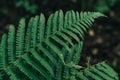 Green big fern leaf in the forest. Close up. Pattern and texture. Royalty Free Stock Photo