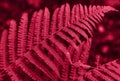 Green big fern leaf in the forest in viva magenta color. Close up. Pattern and texture. Viva magenta is color of the year. Royalty Free Stock Photo