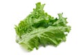 Green big fresh salad leaf