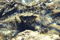 Green big frog in shallow glittering water close up Royalty Free Stock Photo