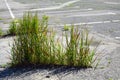 Green big grass grows in cracks in asphalt on parking or car park