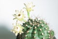 Green big healthy thorny round cactus in planing pot with three